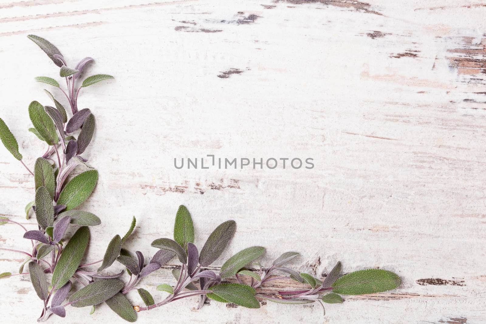 Sage herb on white wooden rustic background with copy space. Alternative herbal medicine background with copy space.