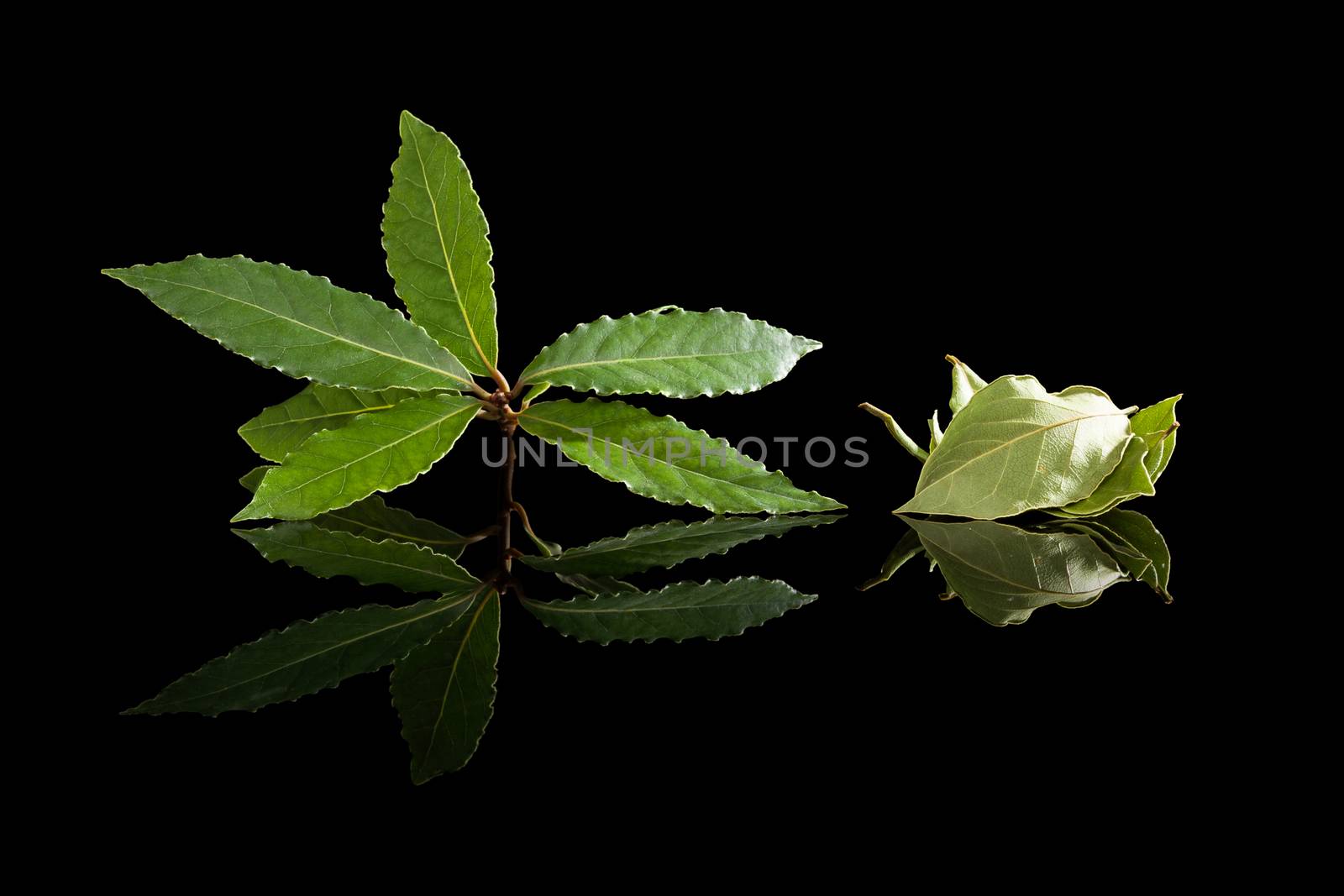 Dry and fresh bay leaves isolated on black background. Culinary herb, cooking ingredient and medical herb. 