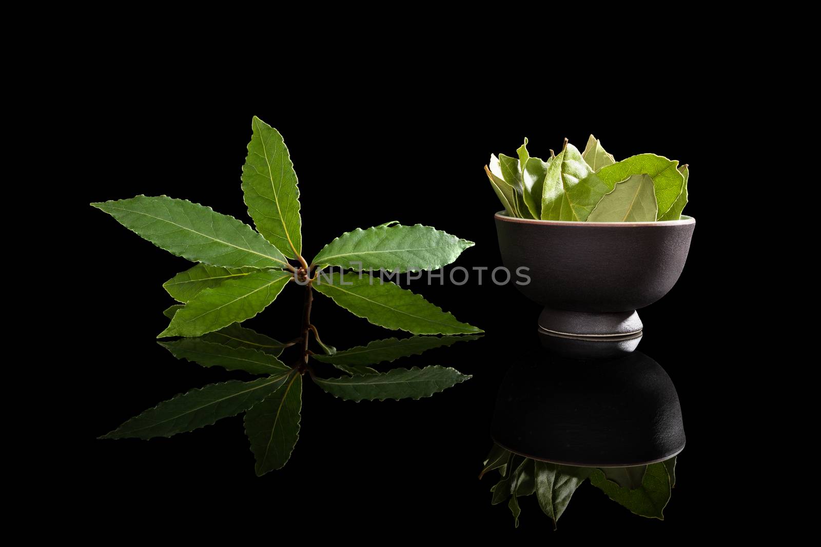 Fresh and dry bay leaves isolated on black background. Culinary herb, cooking ingredient and medical herb. 