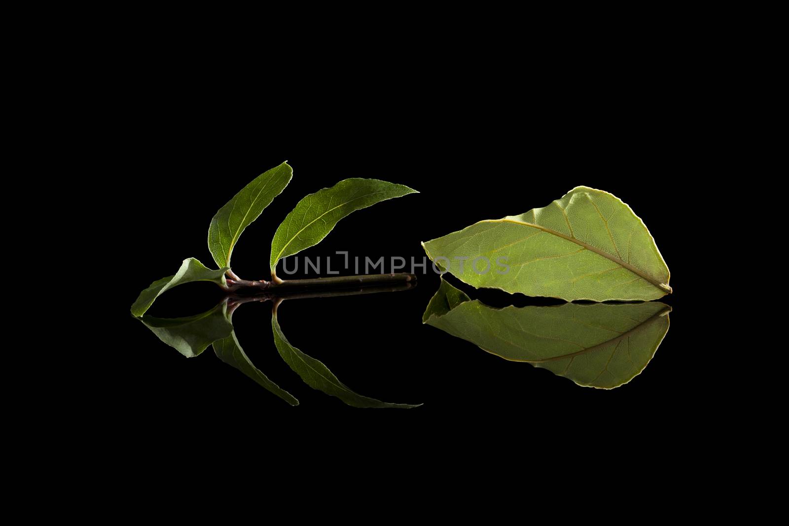 Bay leaves isolated on black background. by eskymaks