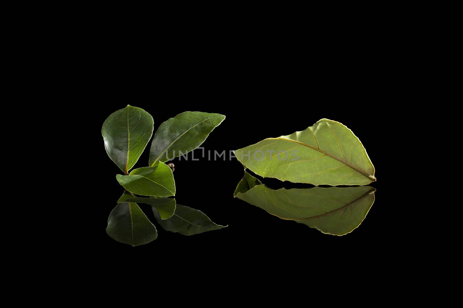 Bay leaves isolated on black background. by eskymaks