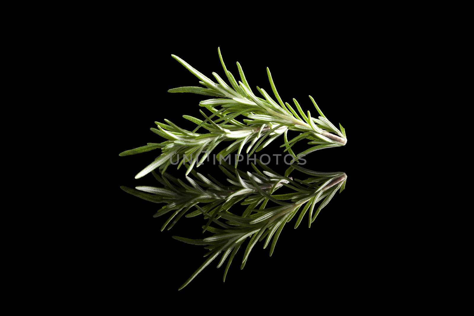 Fresh rosemary herbs isolated on black background. Culinary healthy aromatic herbs. Culinary arts.