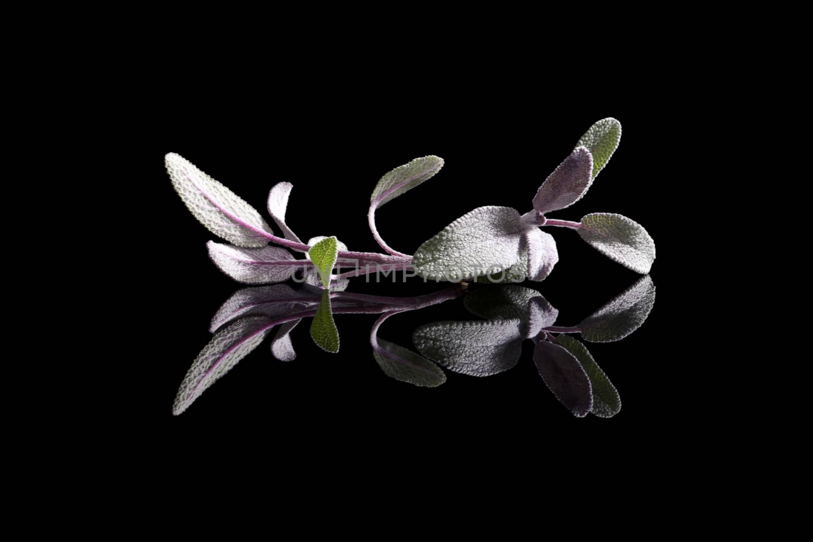 Sage herb isolated on black background.  by eskymaks