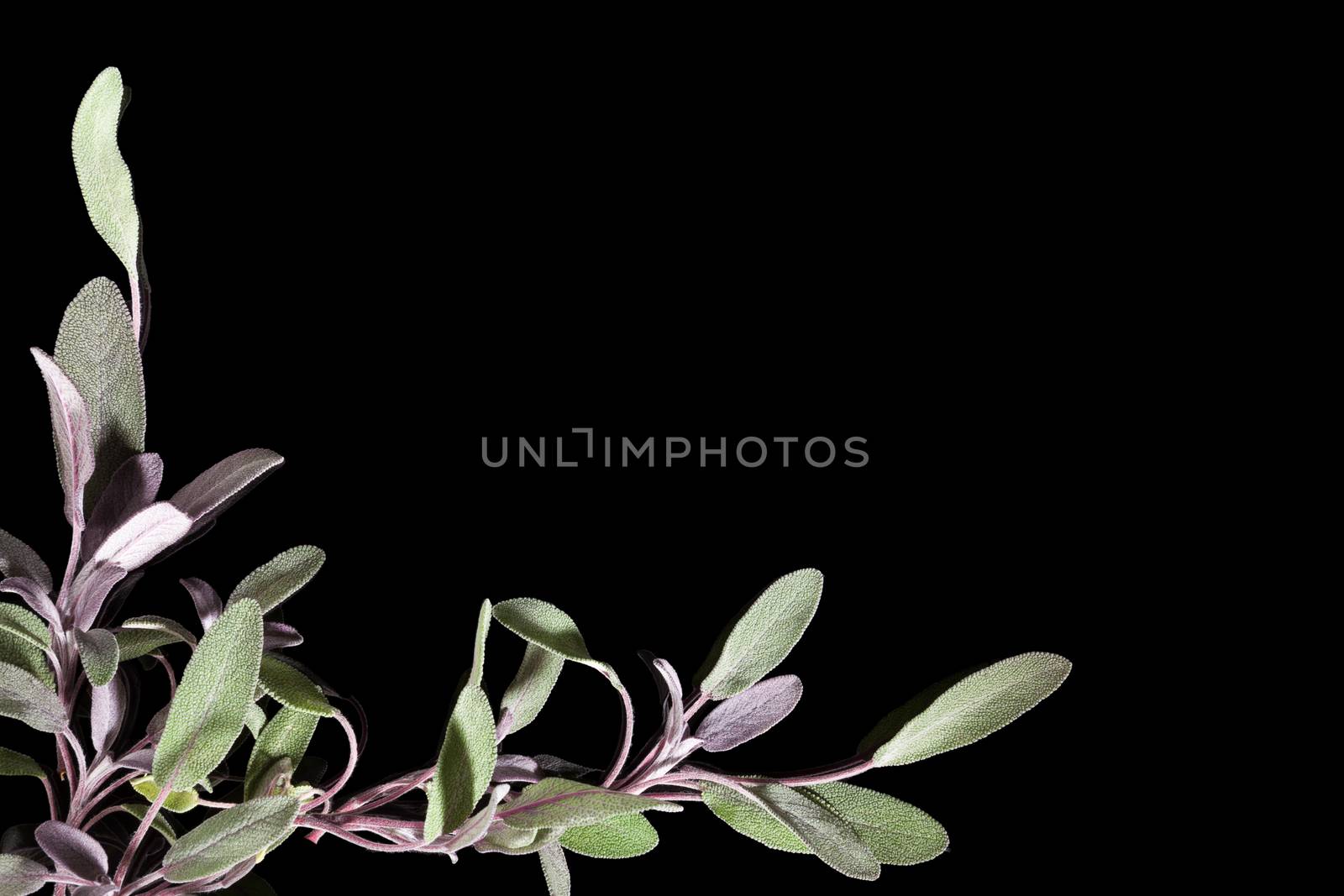 Sage herb on black background with copy space. Alternative herbal medicine background with copy space.