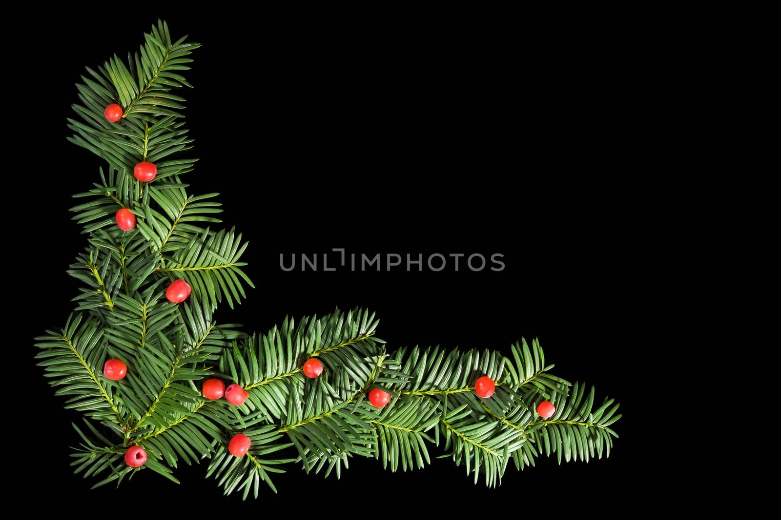 Christmas background with copyspace. Yew twig on black background, top view.