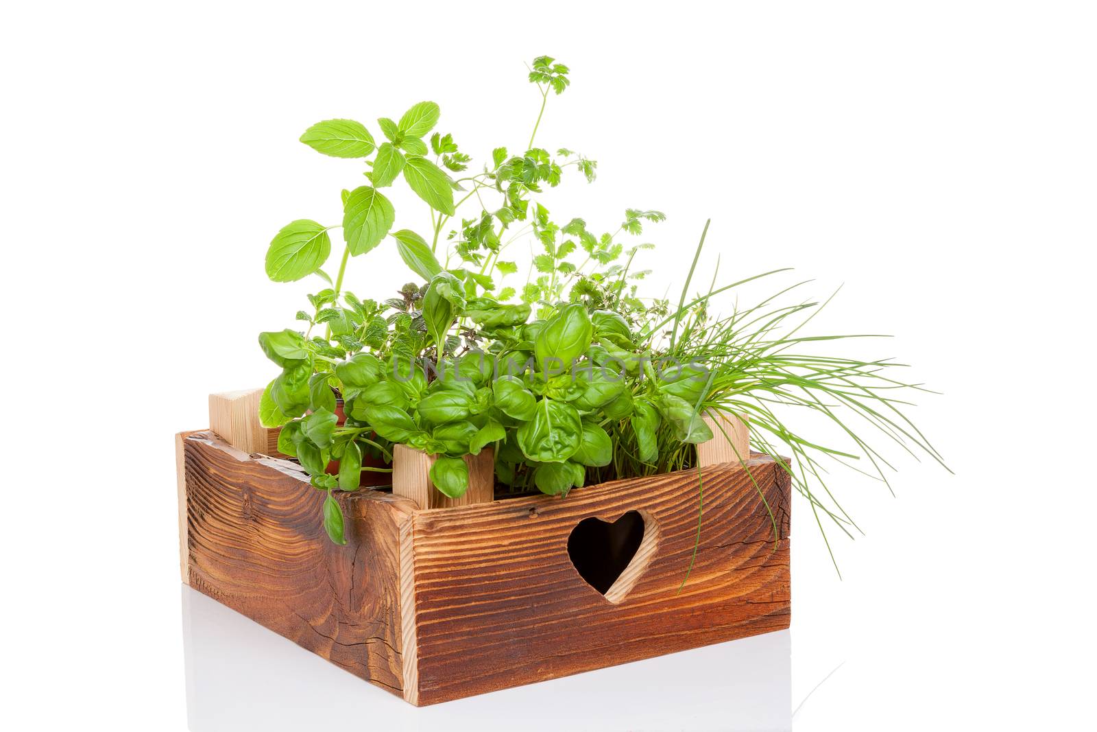 Various herbs in wooden vintage crate. Culinary aromatic herbs, basil, coriander, mint, rosemary, thyme and chive. 