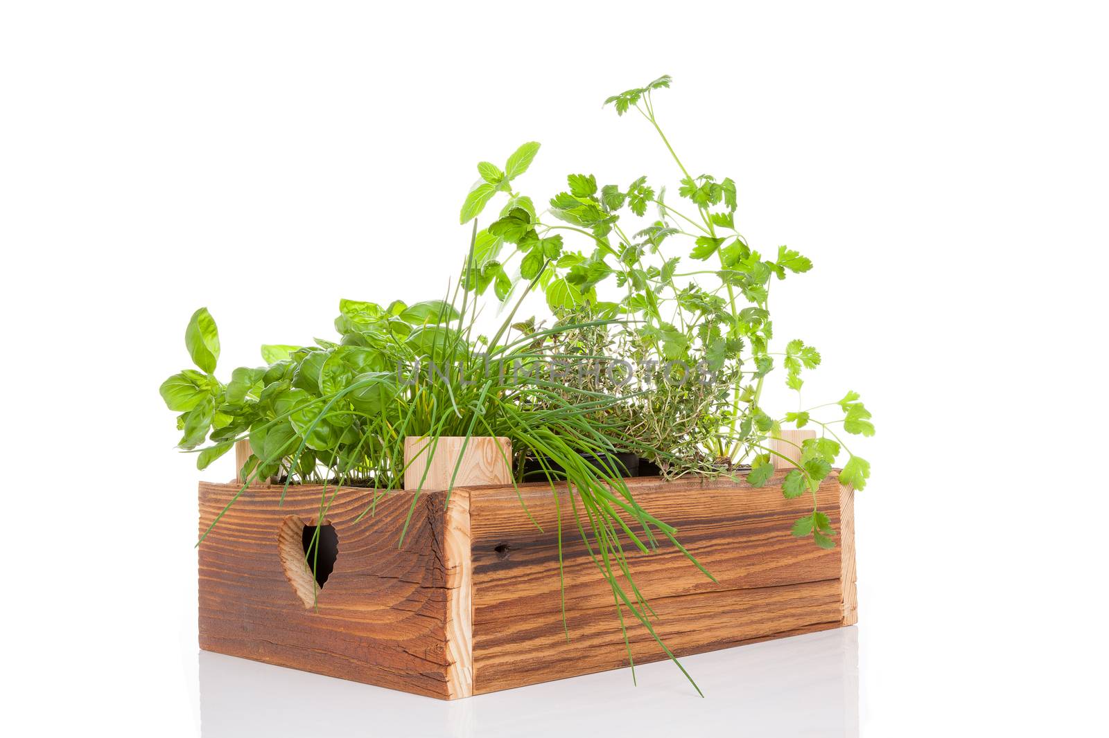 Herbs in wooden crate. by eskymaks