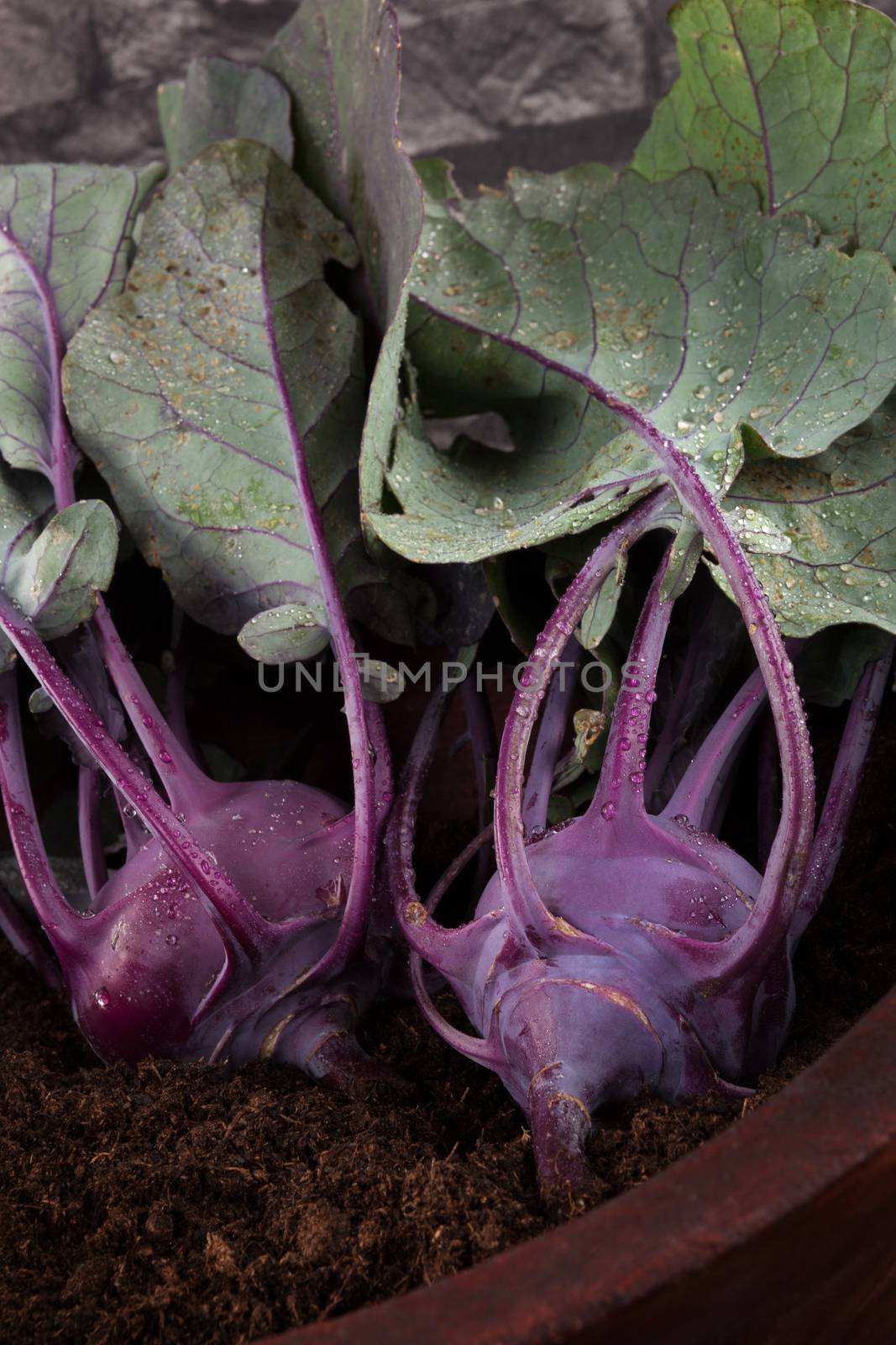 Ripe fresh kohlrabi in wooden bowl with soil. Fresh country style harvest.