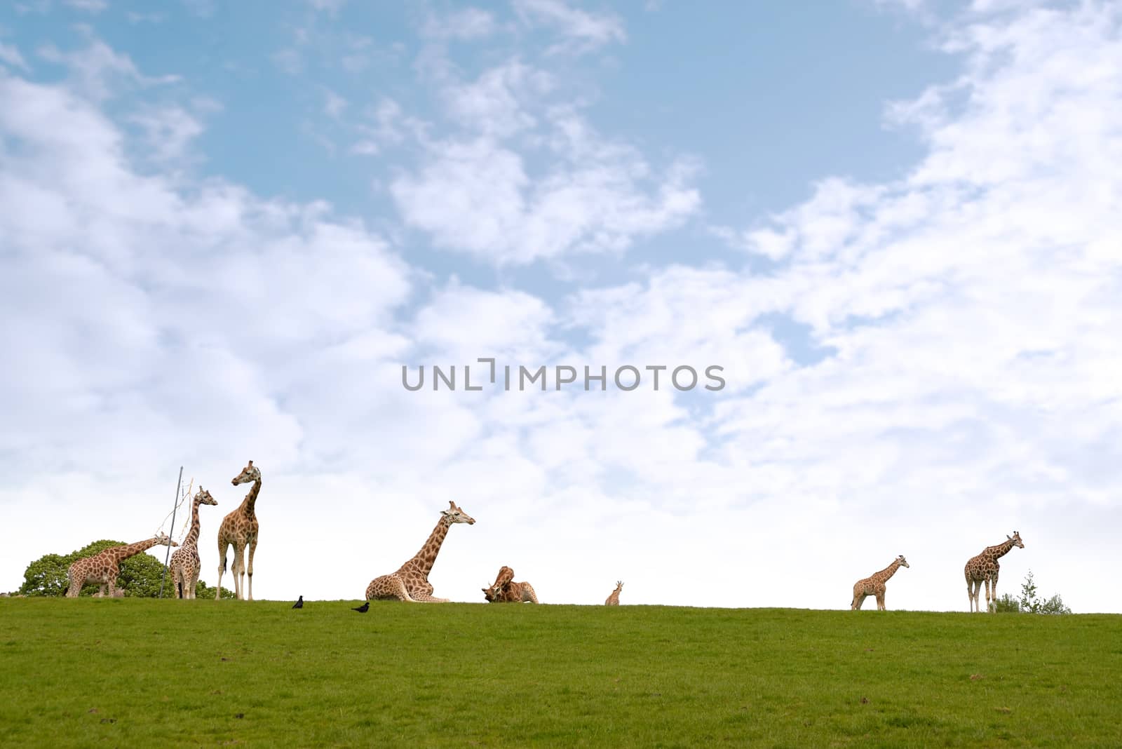 giraffes gathering in the grass on fota wildlife park in county cork ireland