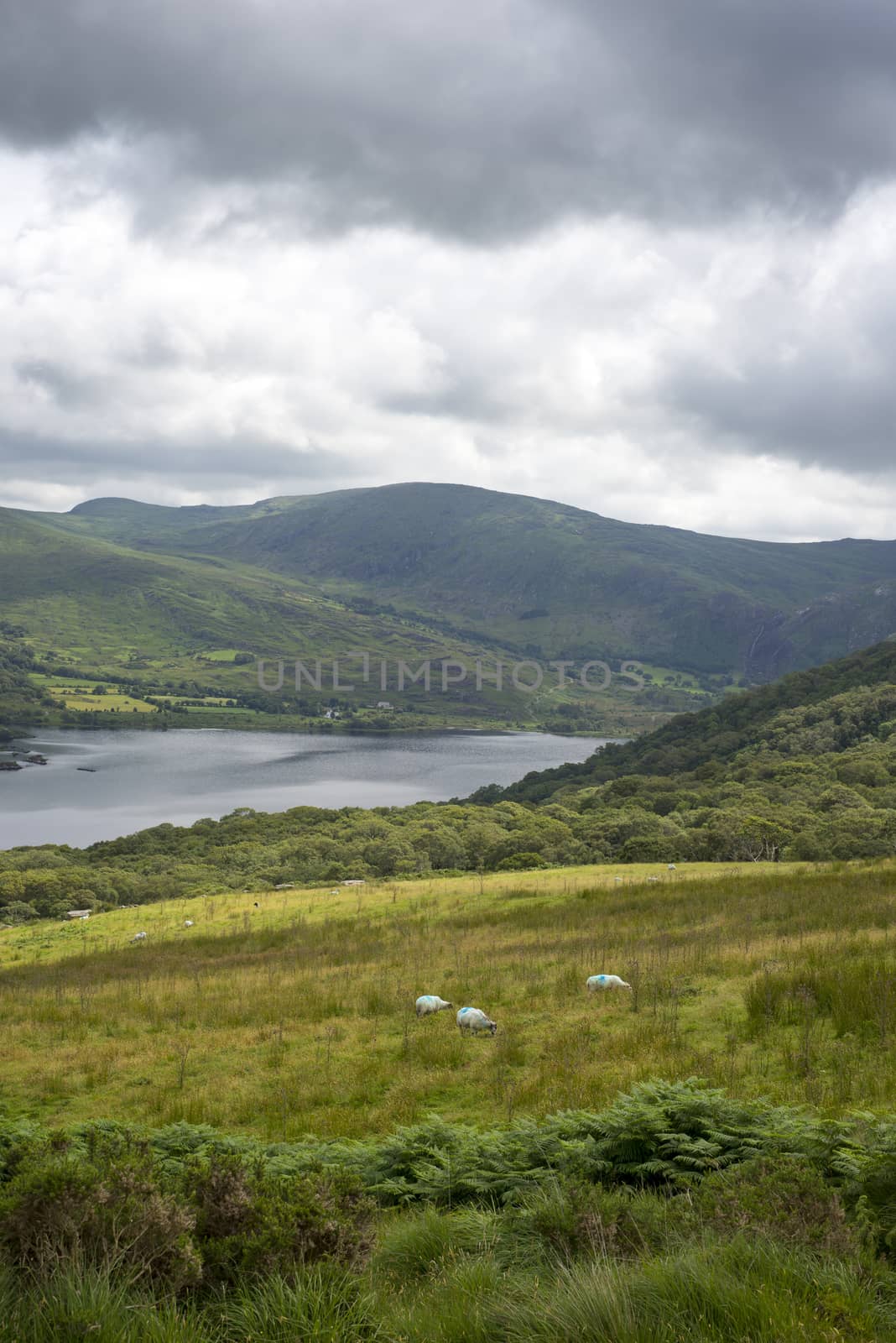 sheep on the kerry way in irelands wild atlantic way