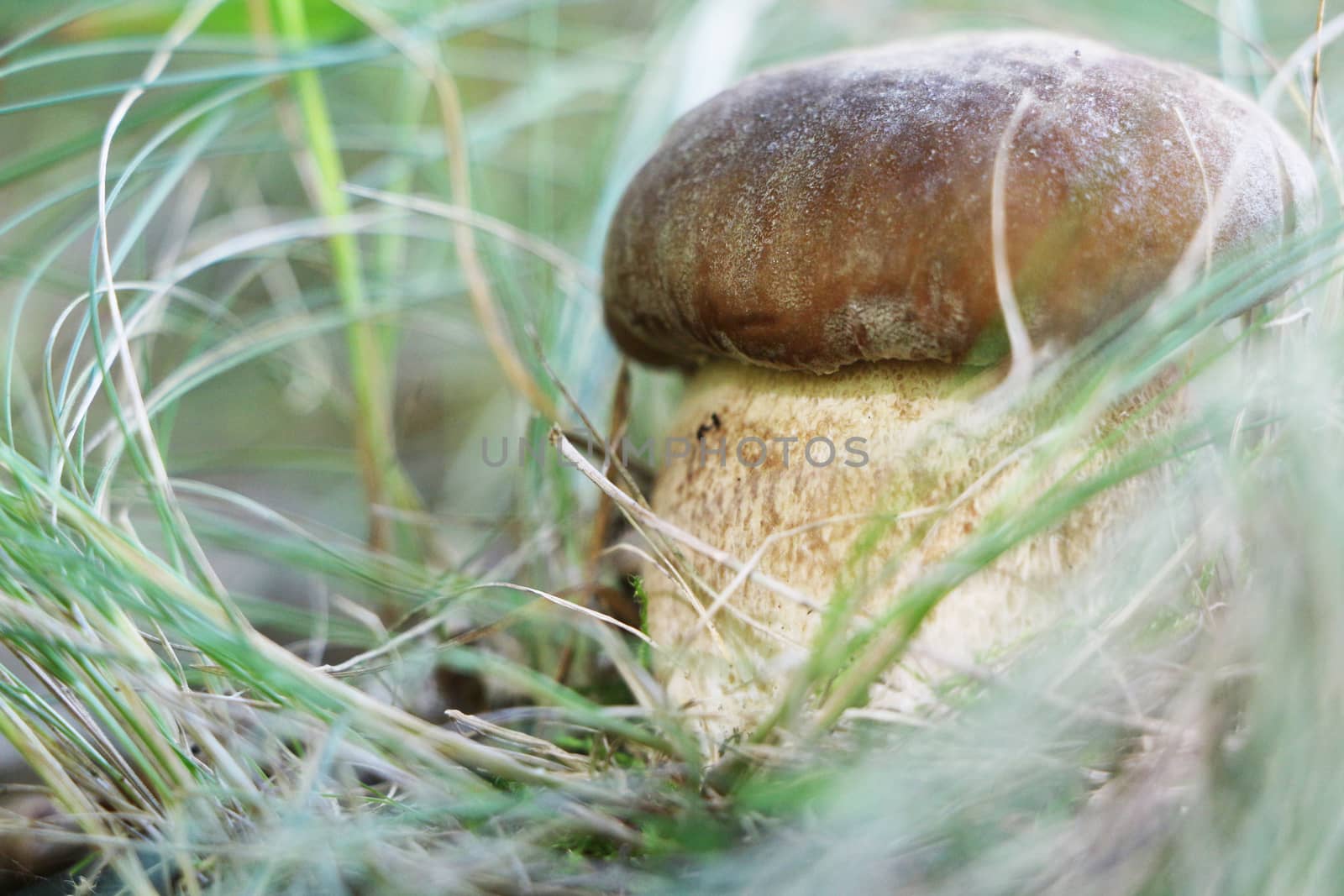 The big boletus grow in the grass, close-up photo