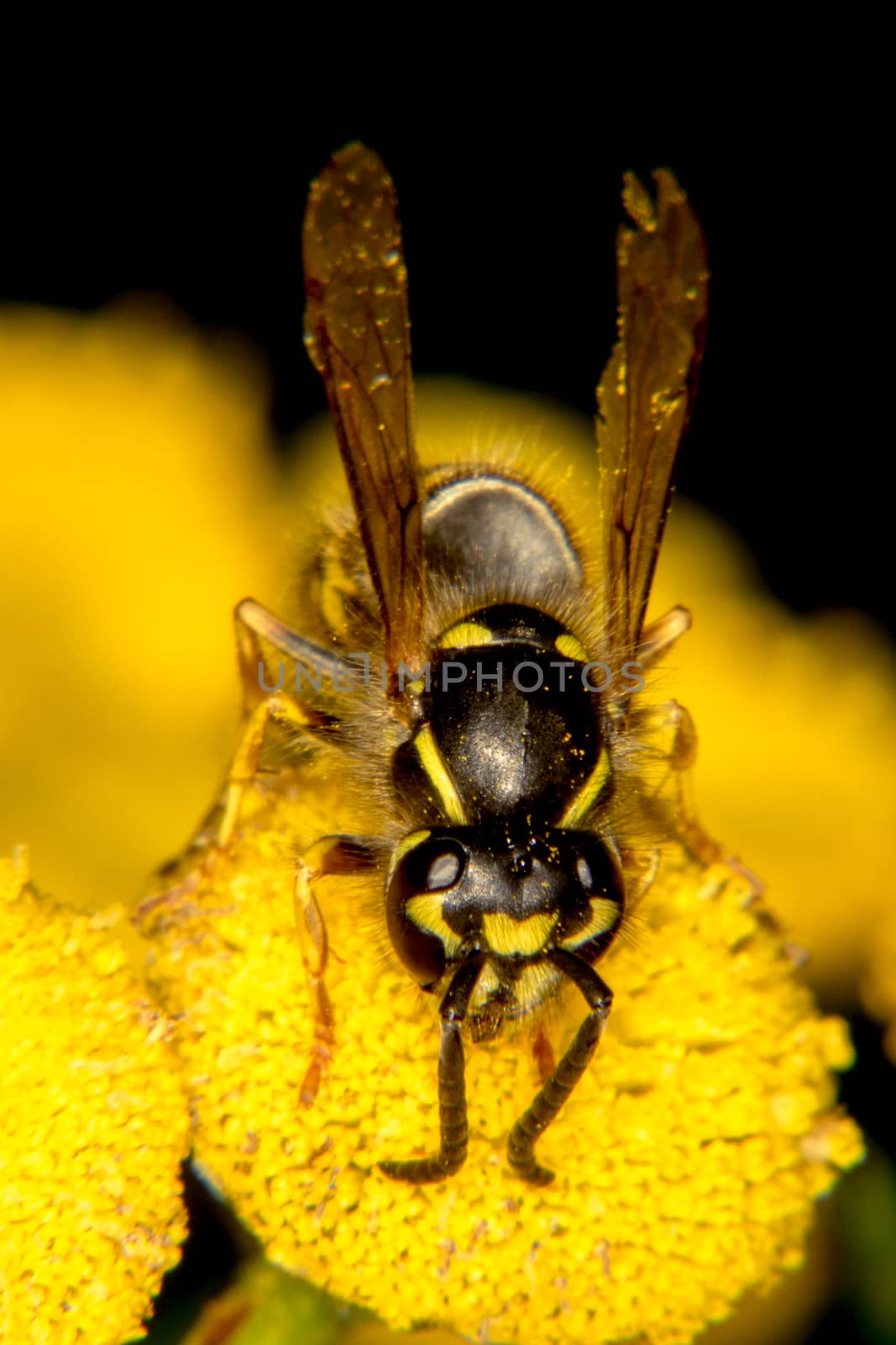 Black and yellow coloration of a wasp by thomas_males