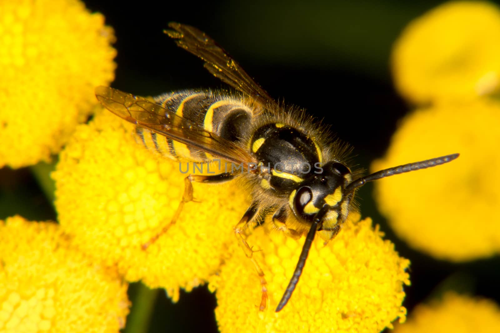 Wasp on yellow flower by thomas_males