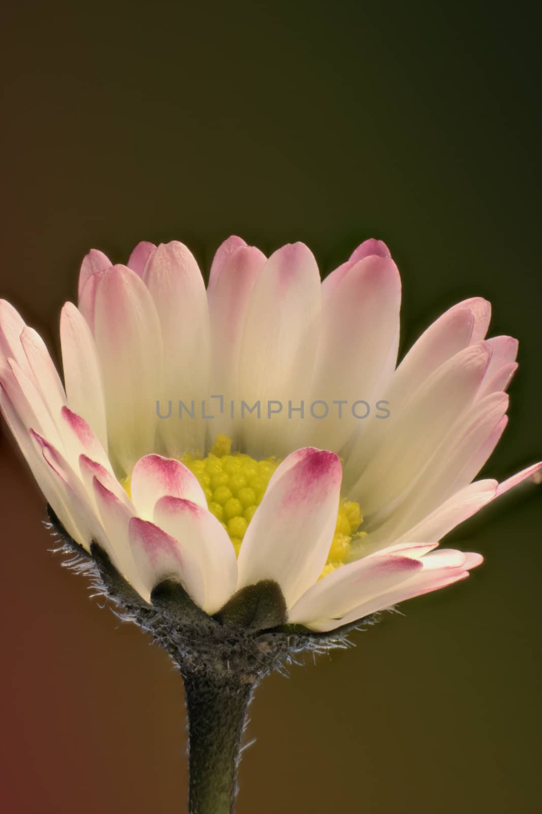Daisy Flower on color Background  -  Bellis perennis by gstalker