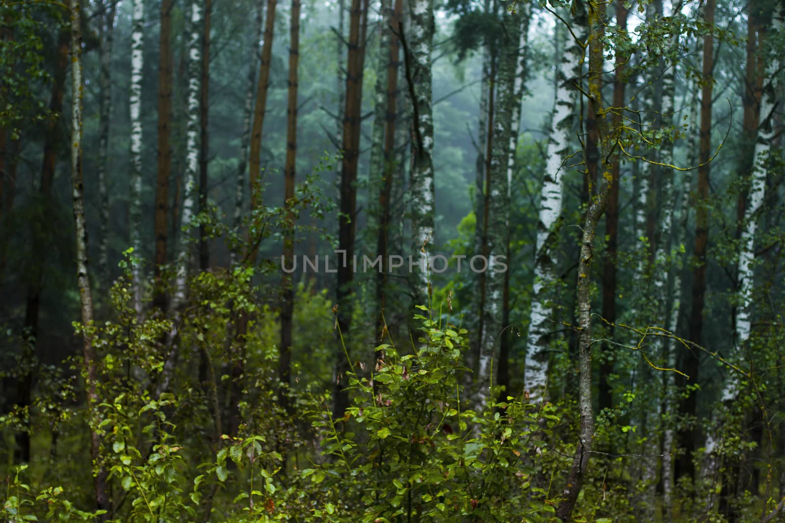 Green summer birch forest in Russia, Tula