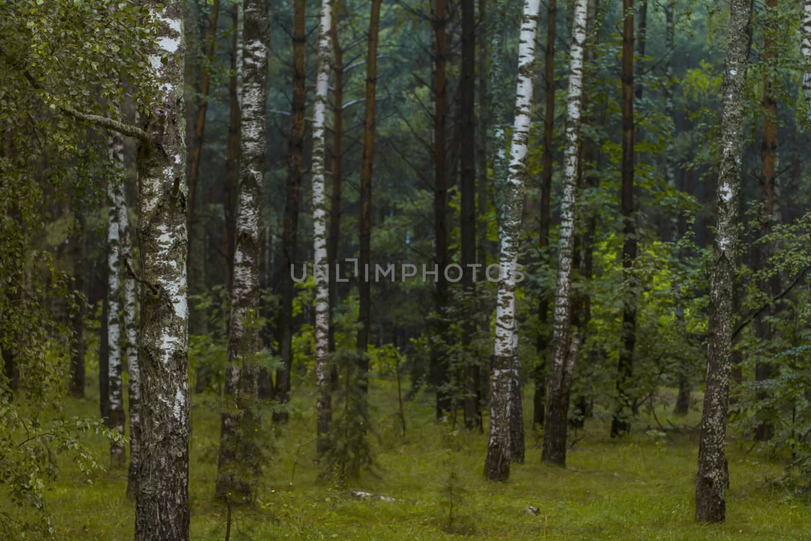 Green summer birch forest in Russia, Tula