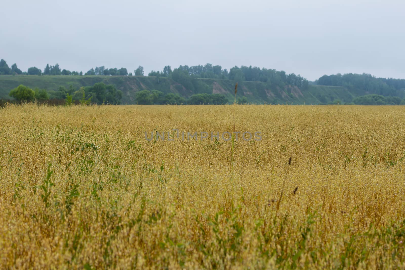 Yellow wheat fields in Russia, late summer