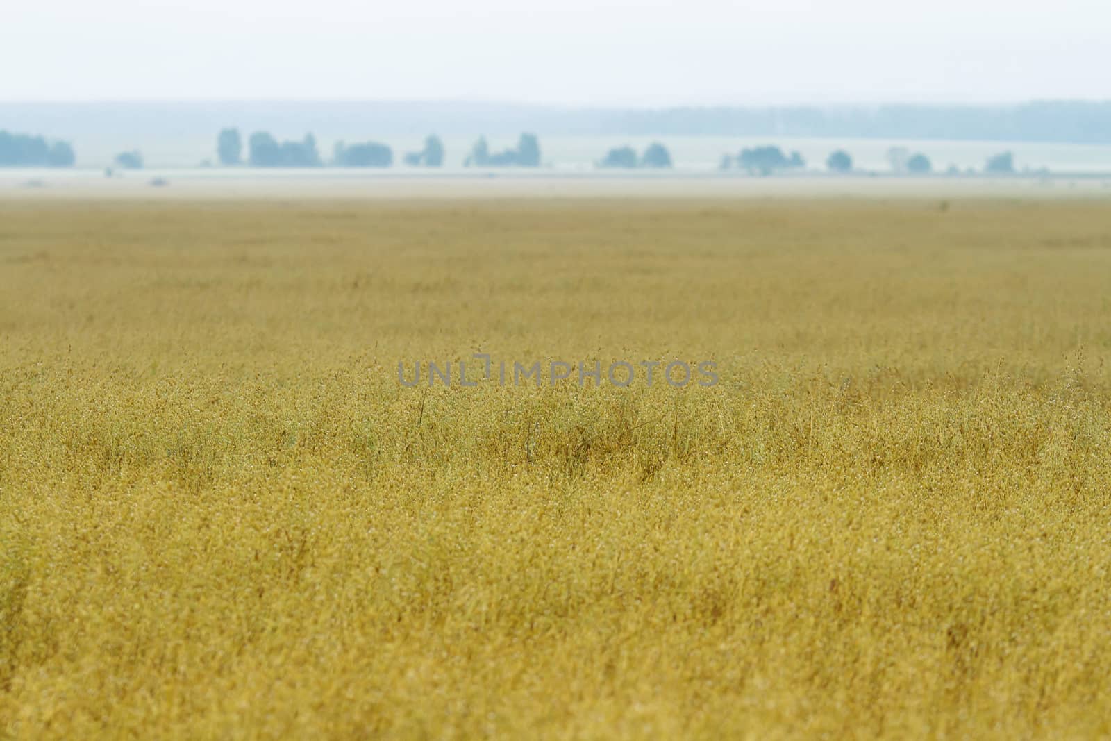 Yellow wheat fields in Russia, late summer