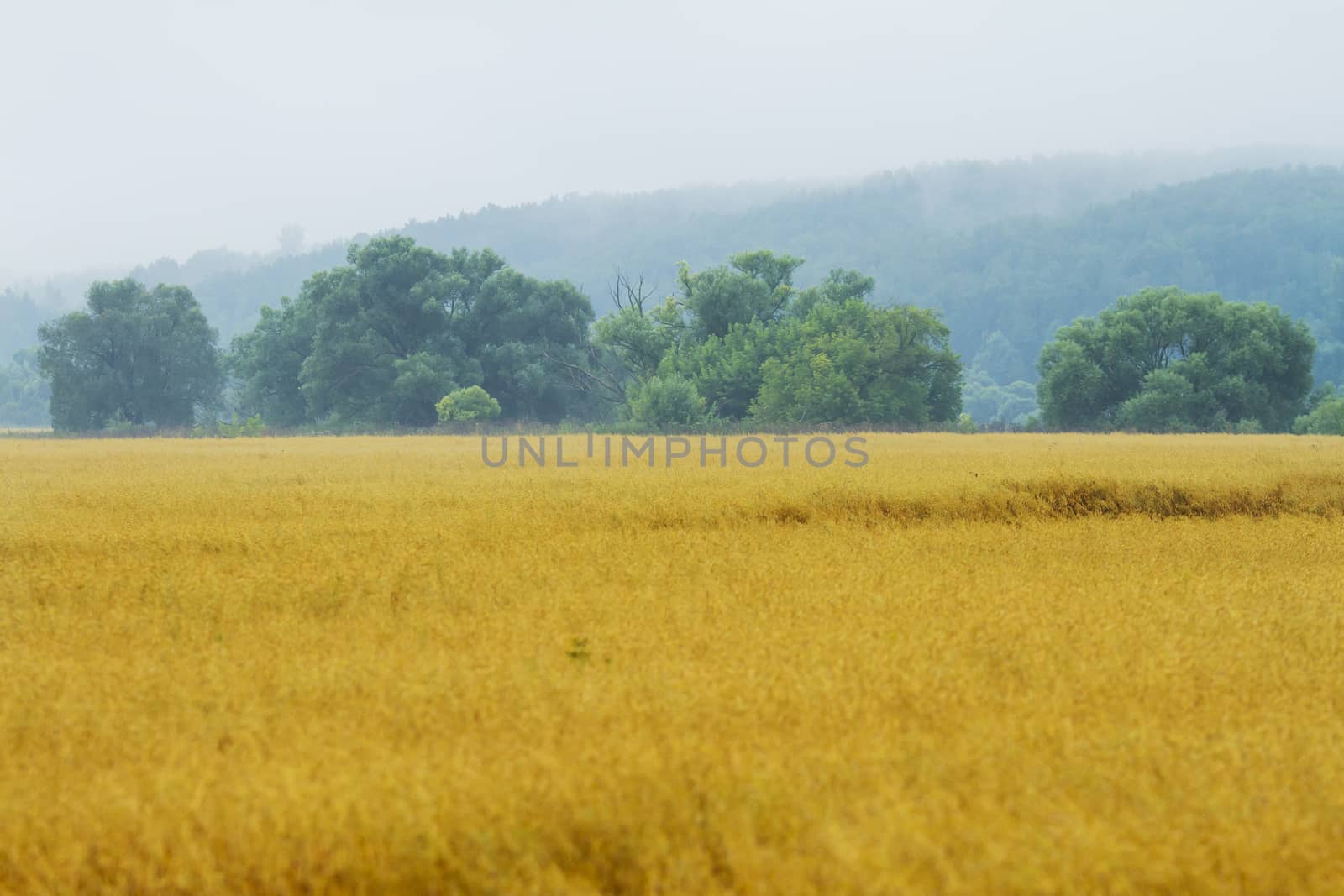 Yellow wheat fields by Chudakov