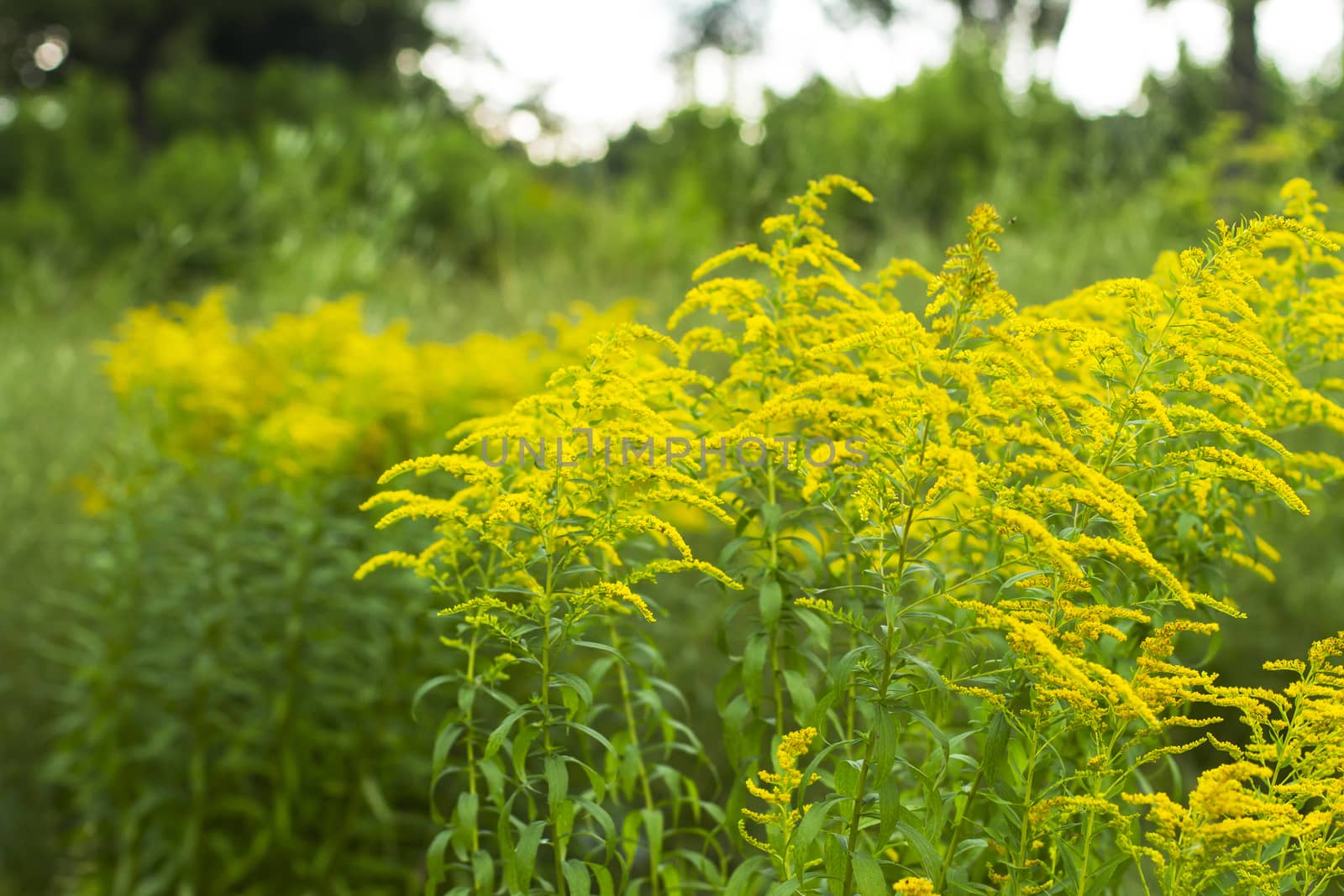 Yellow flowers in forest by Chudakov