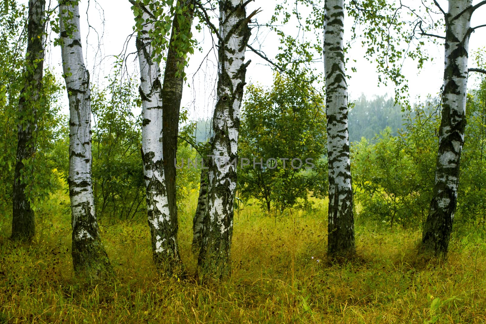 Green summer birch forest in Russia, Tula