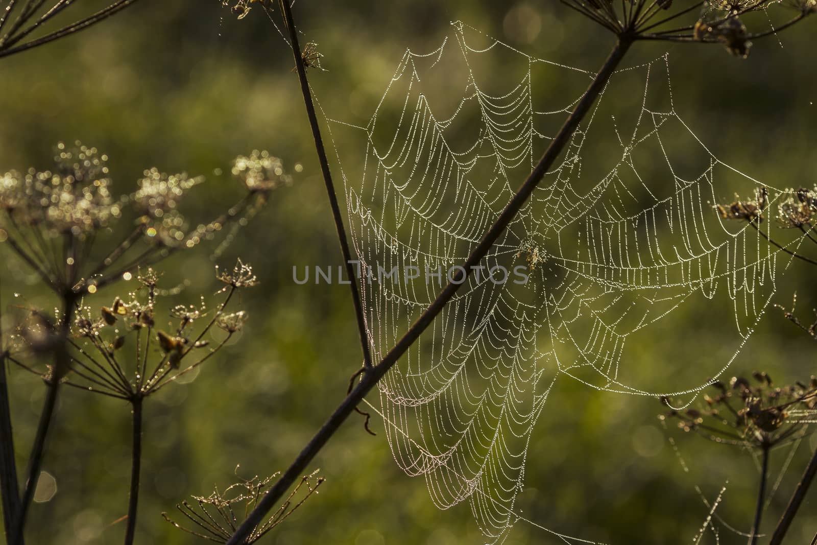 Spider web shaking on wind in forest