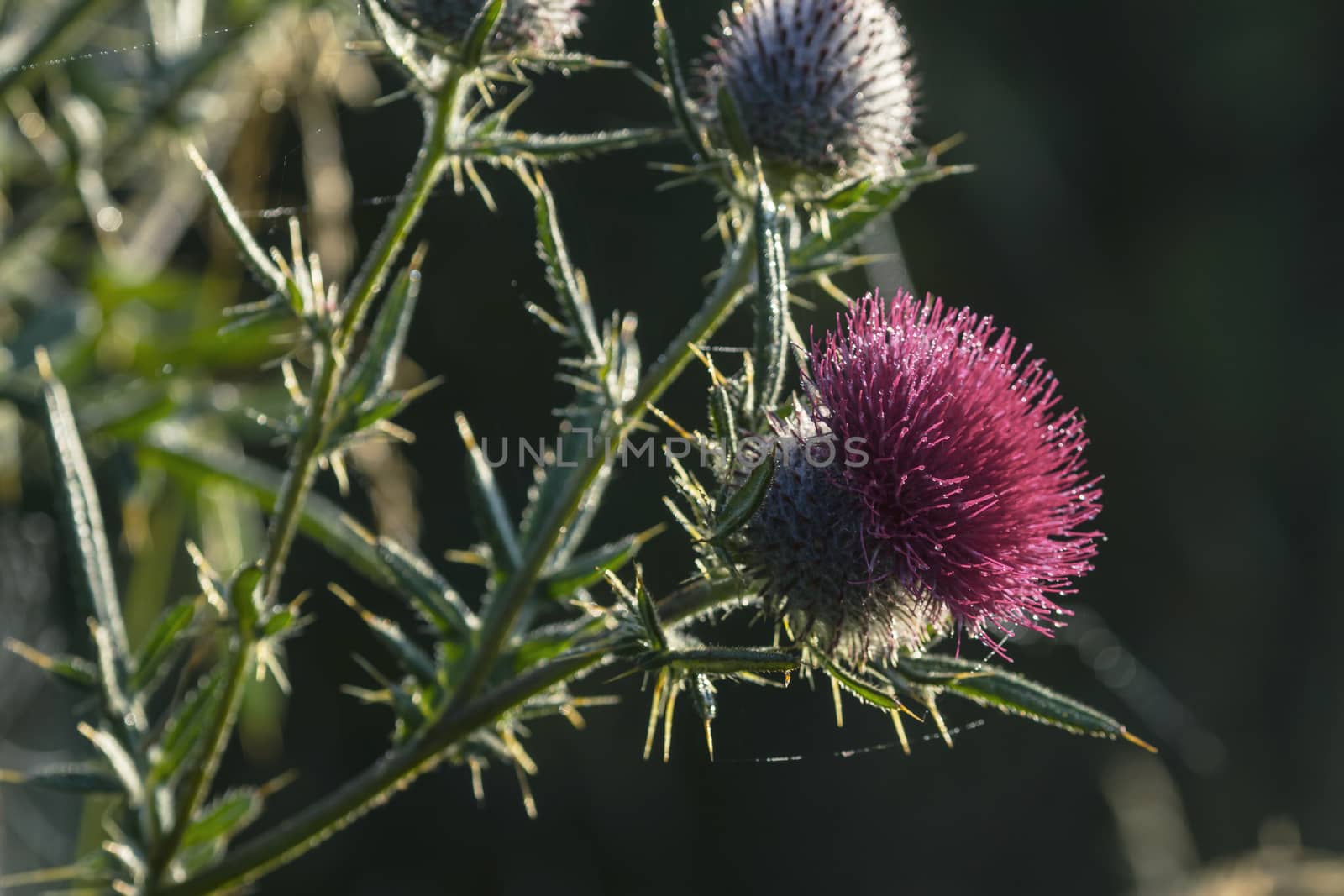 Magenta flower thorn by Chudakov