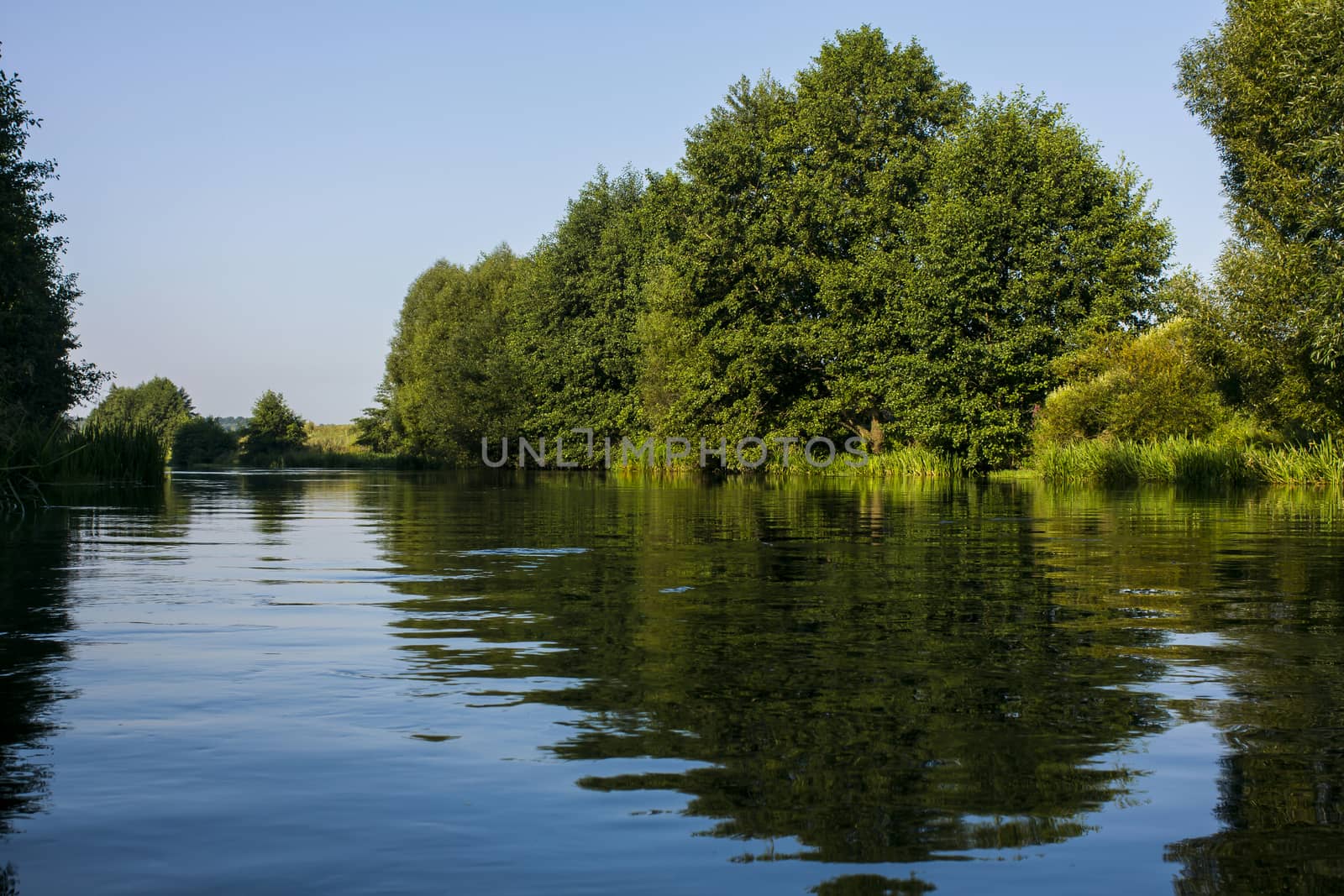 River flowing in forest by Chudakov