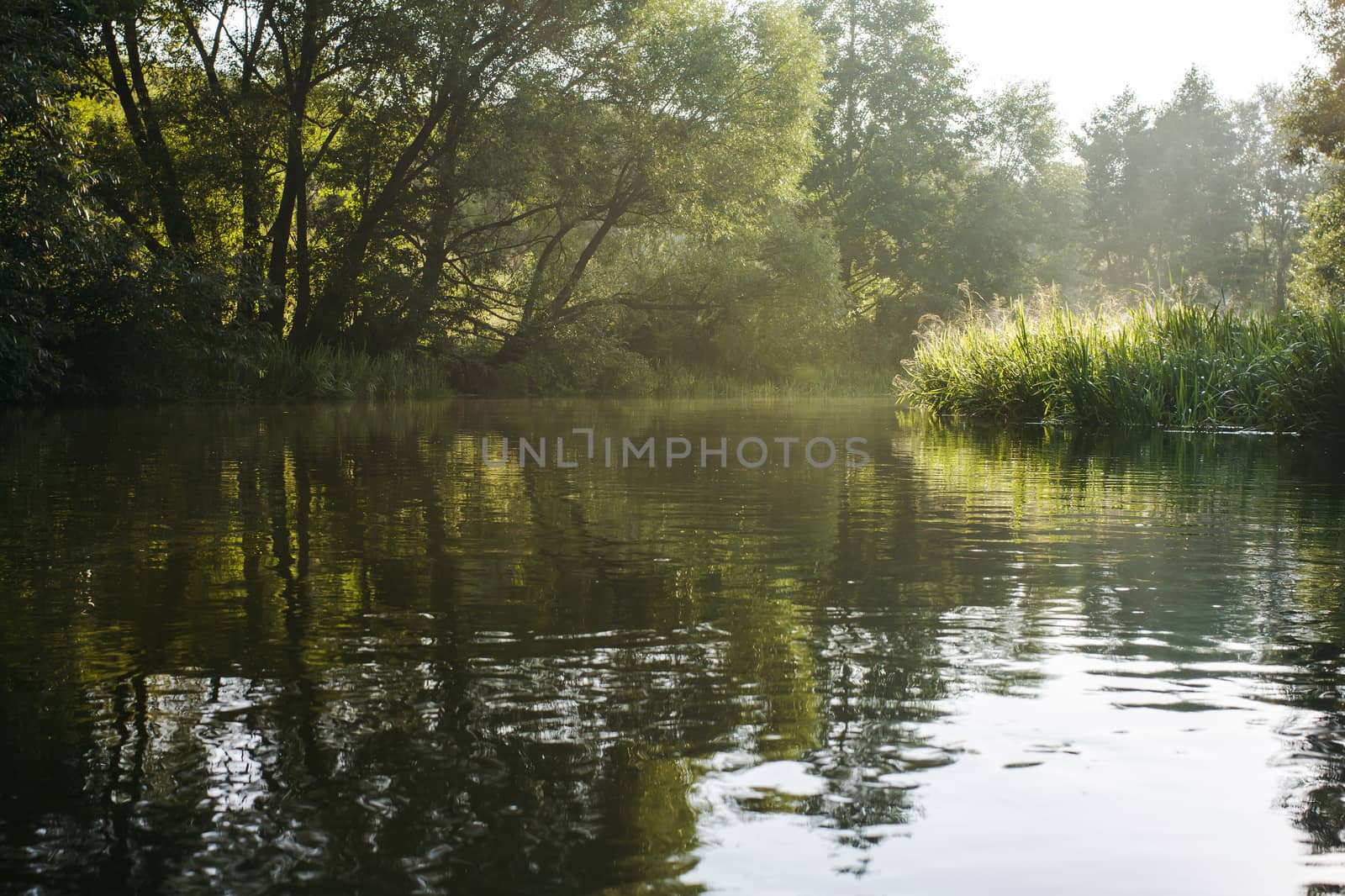 River flowing in forest by Chudakov