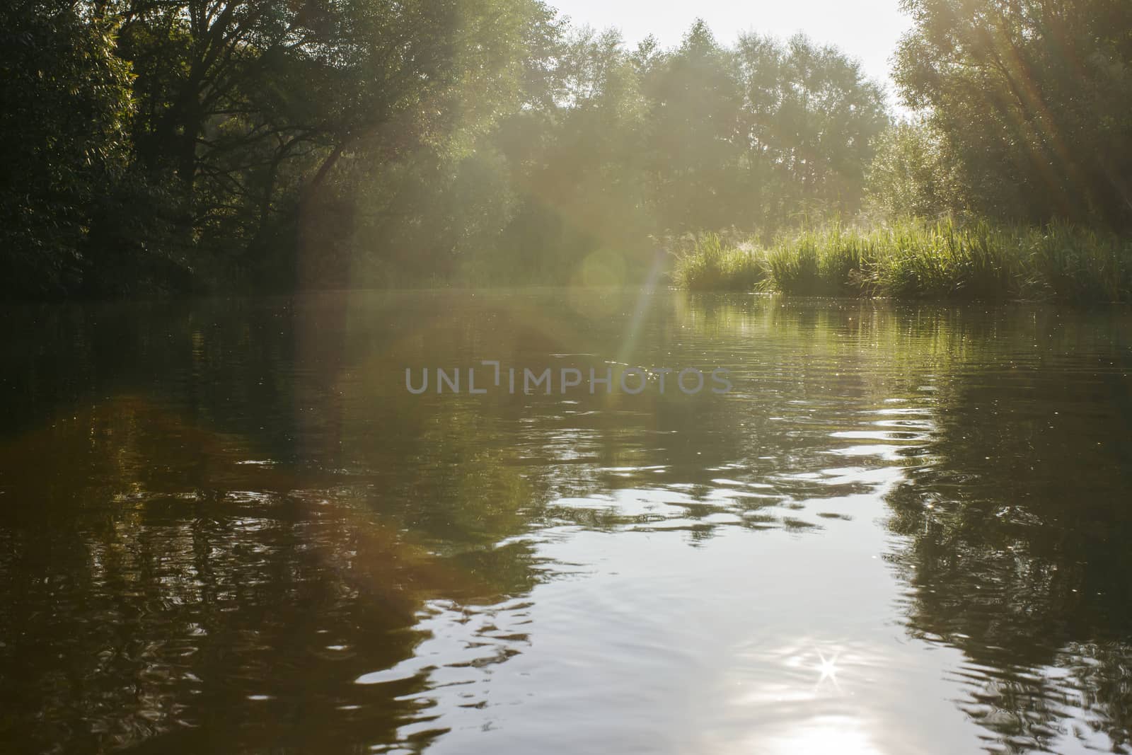 River flowing in forest by Chudakov