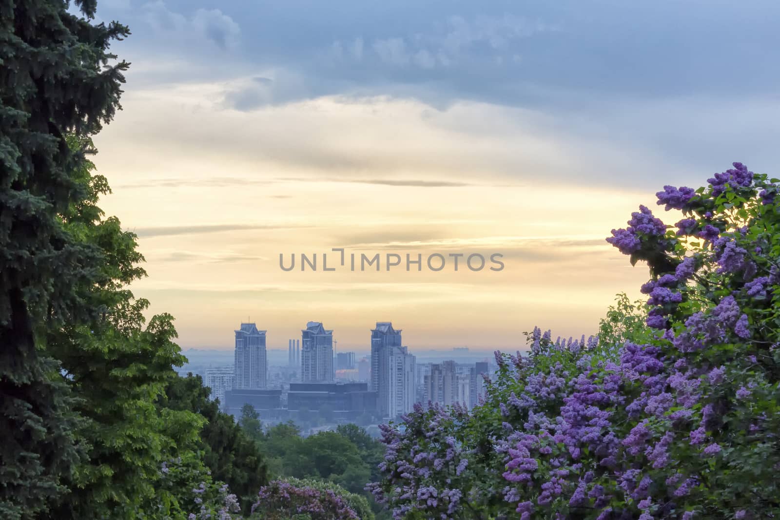 Sunrise in Kiev Botanical Garden overlooking the left bank of  Dnieper river through lilac blossoms