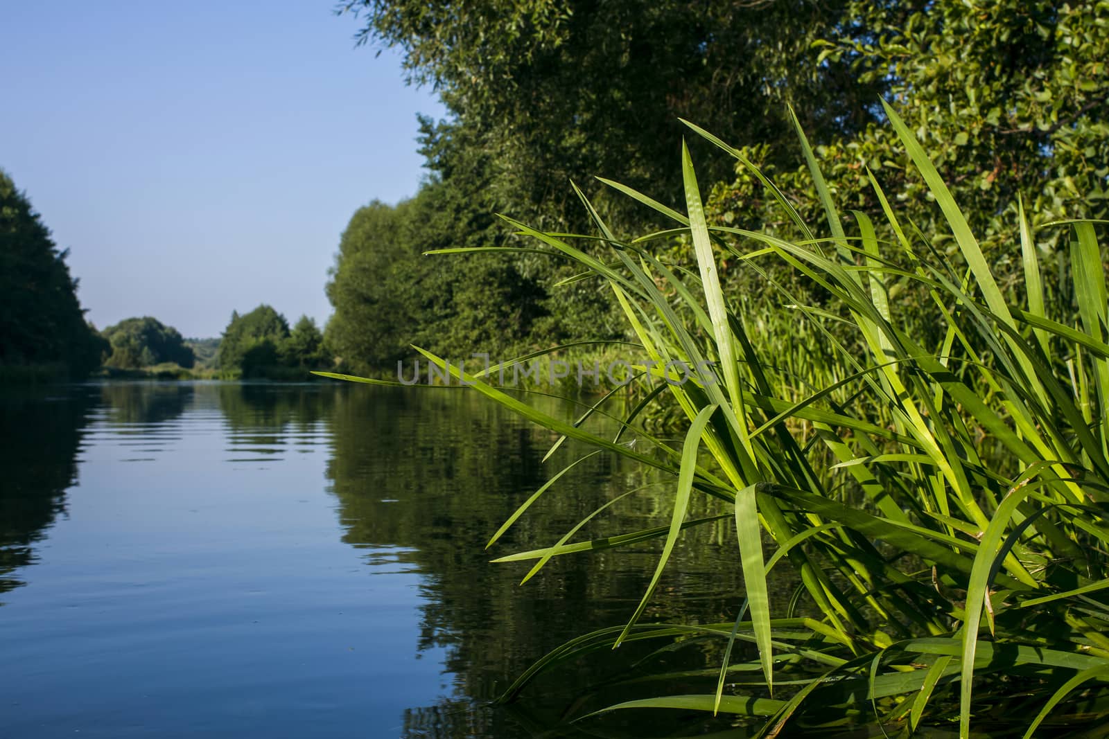 River flowing in forest by Chudakov