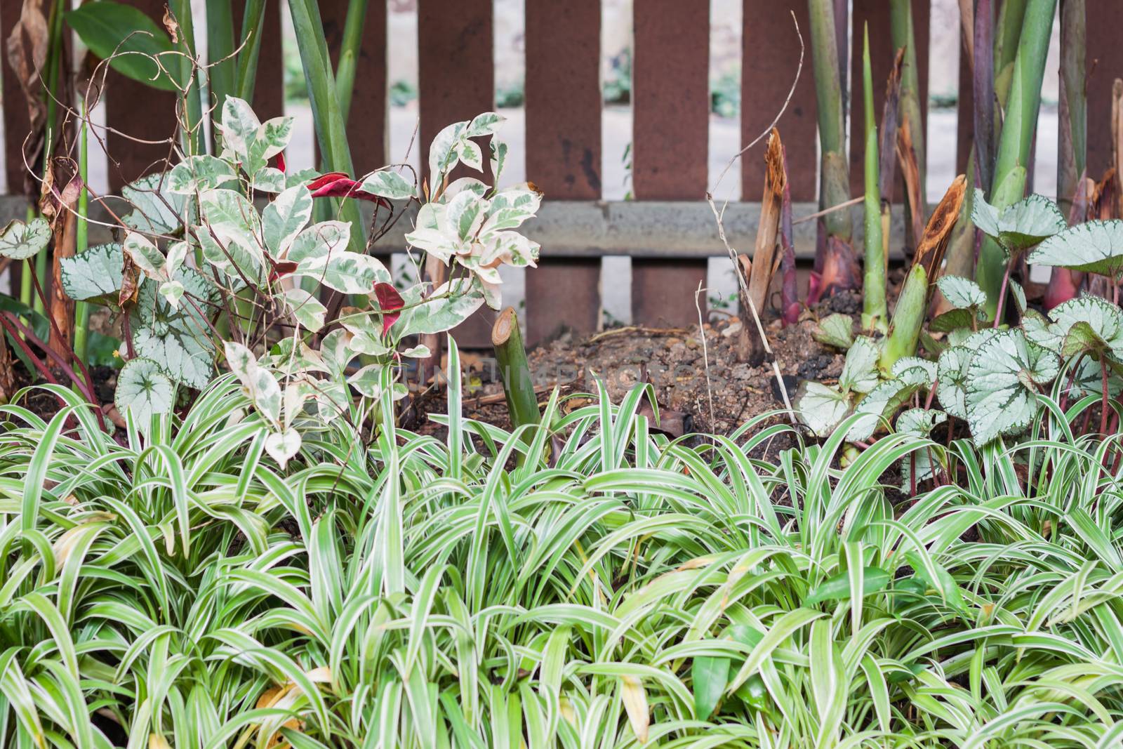 Green plant decorated in home garden, stock photo