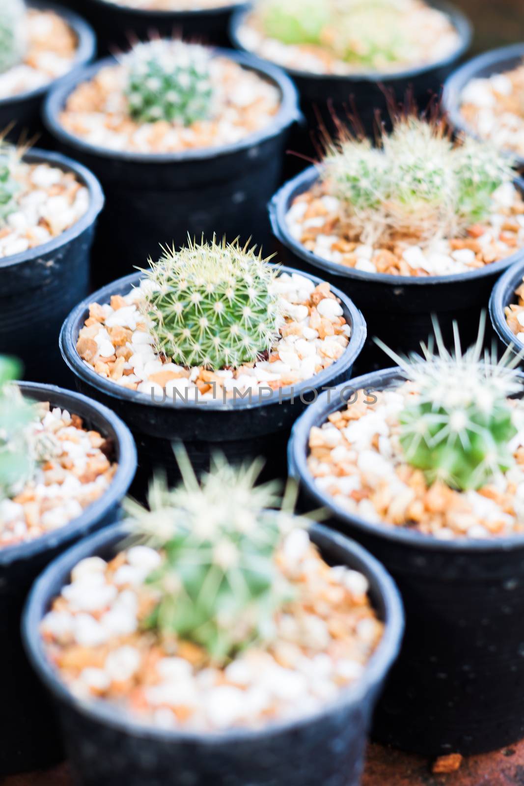 Cactus in pots in home garden, stock photo