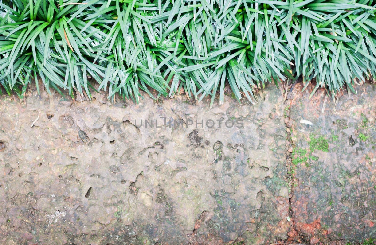 Green plant decorated in home garden, stock photo