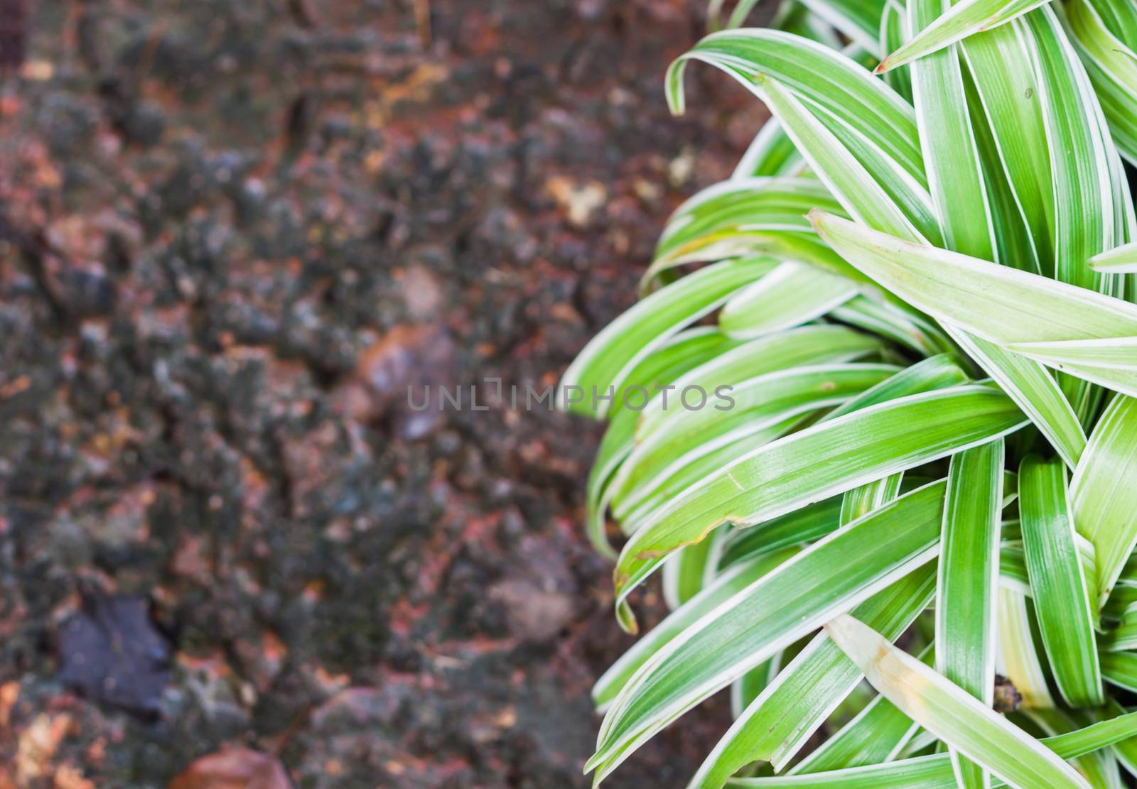 Green plant decorated in home garden, stock photo