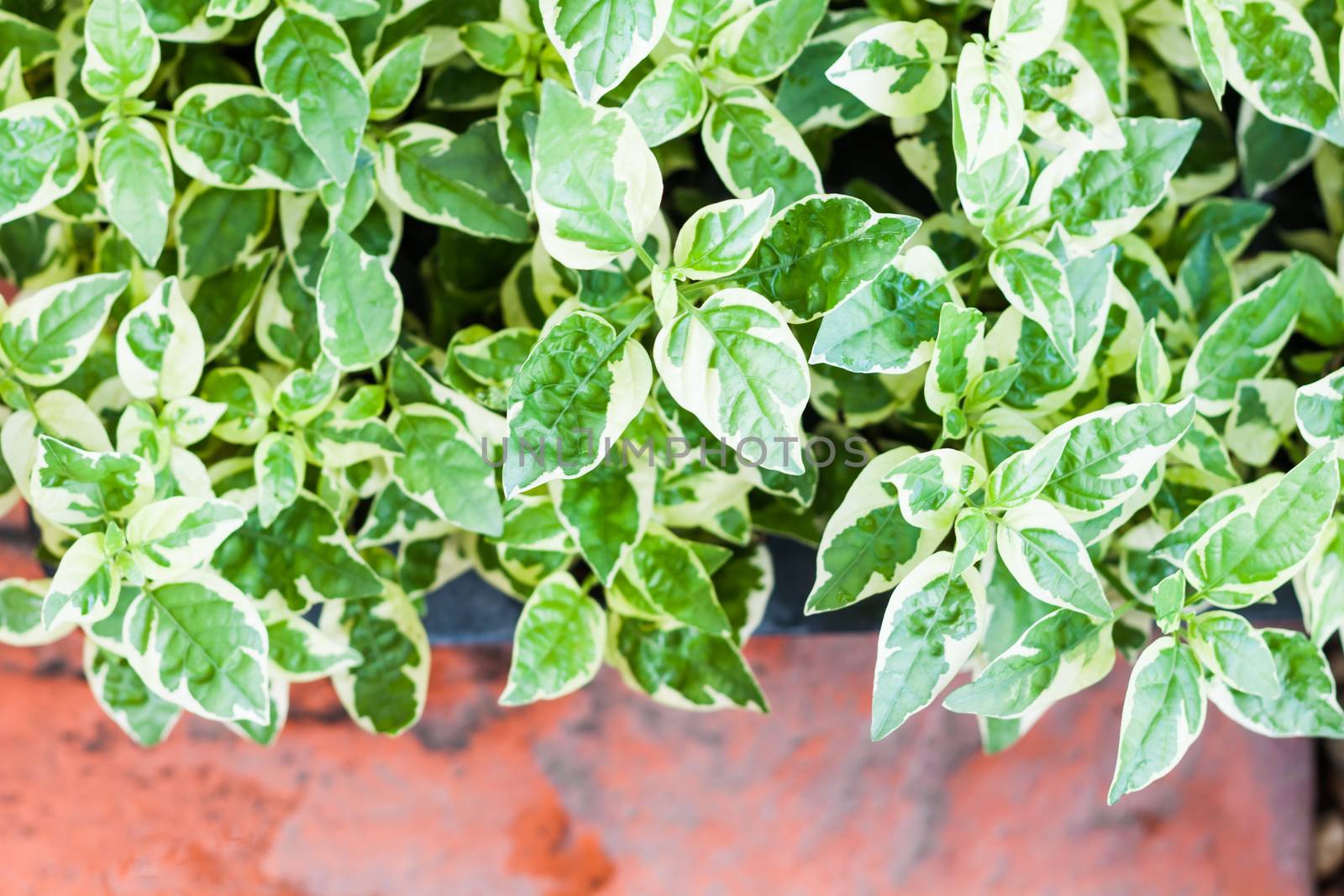 Green plant decorated in home garden, stock photo