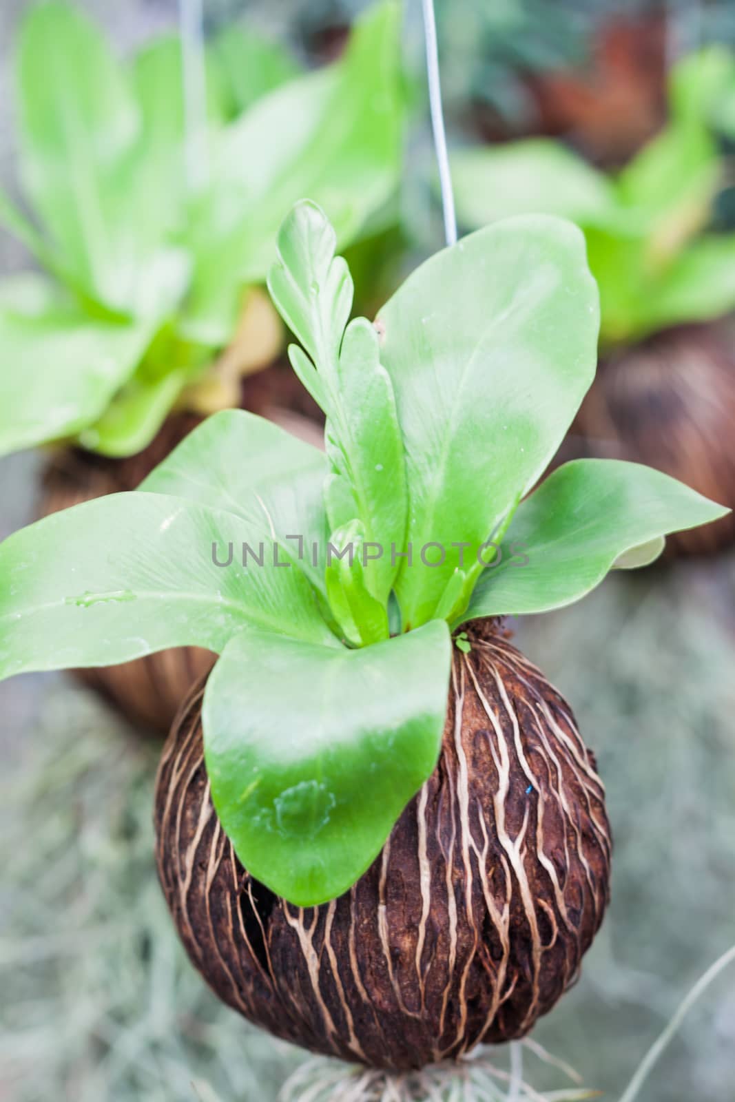 Green Plant Hanging in Garden by punsayaporn