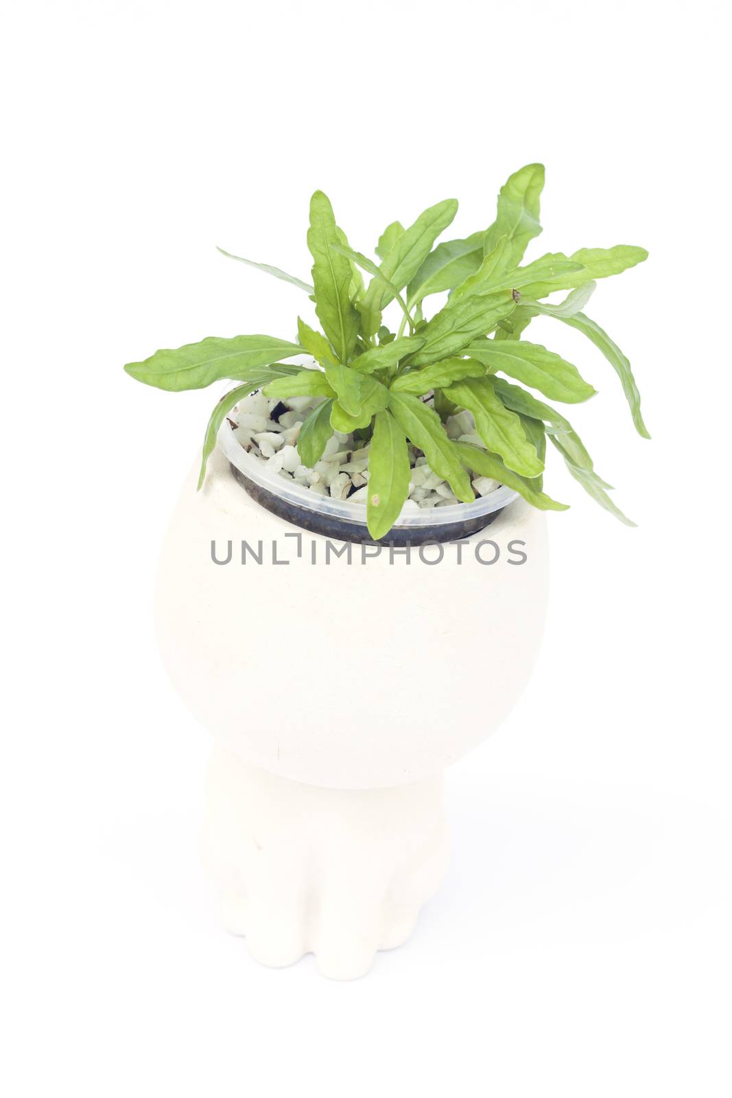 Green plant in pot isolated on white background by punsayaporn