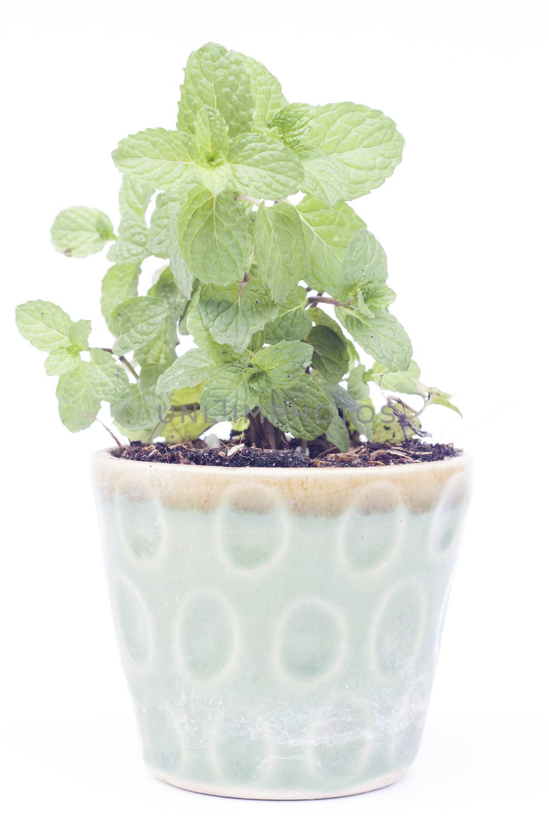 Green plant in pot isolated on white background, stock photo