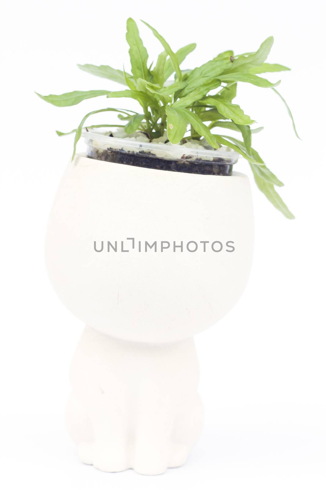 Green plant in pot isolated on white background, stock photo