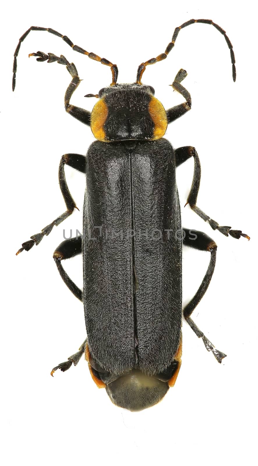 Black Soldier Beetle on white Background  -  Cantharis paradoxa (Hicker, 1960)