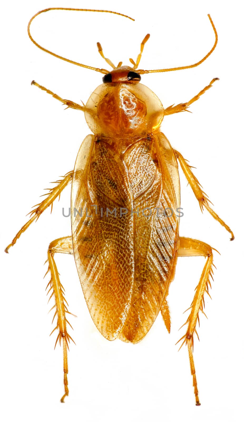 Cockroach on white Background  - Ectobius sp.