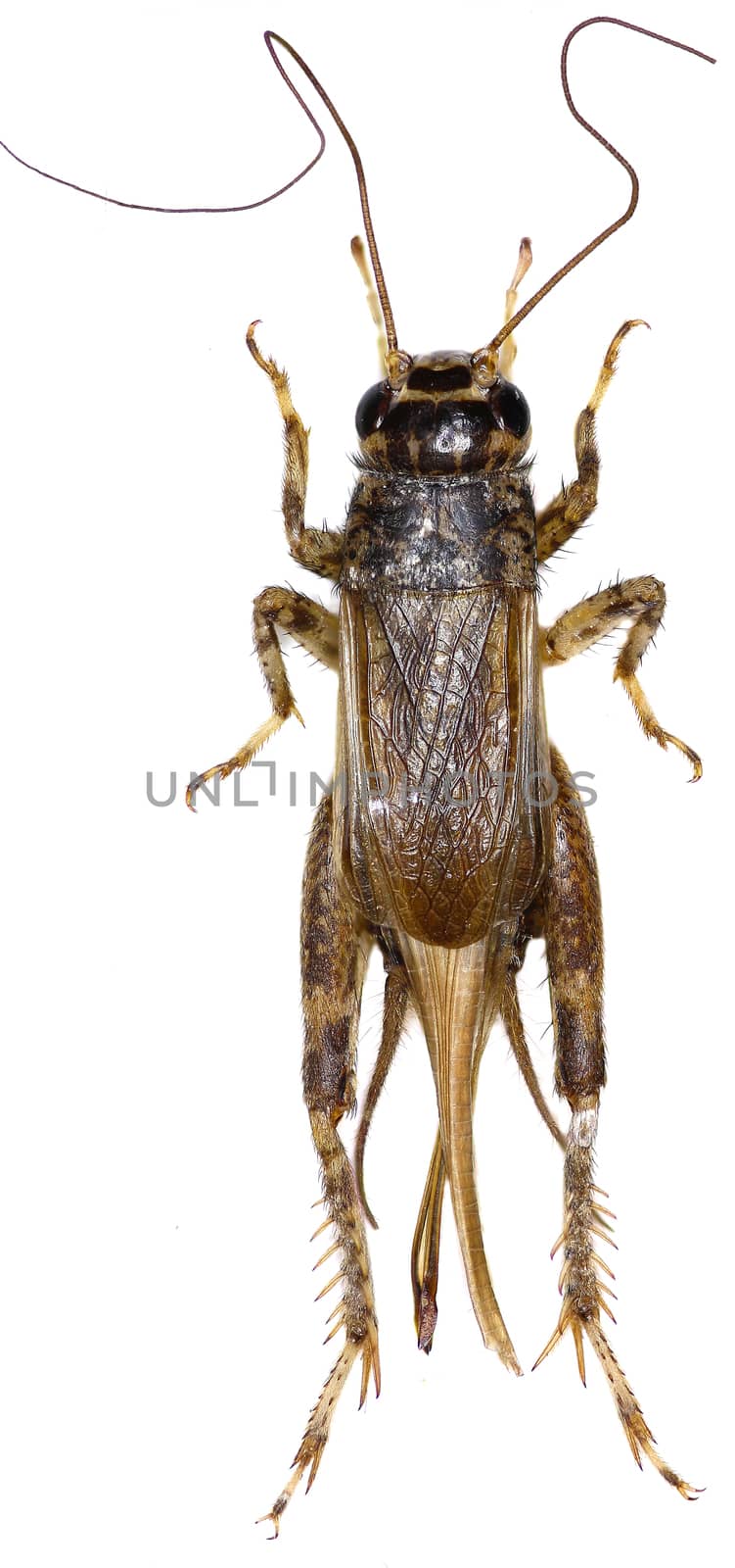Cricket (insect) on white Background  -  Eumodicogryllus bordigalensis (Latreille, 1804)