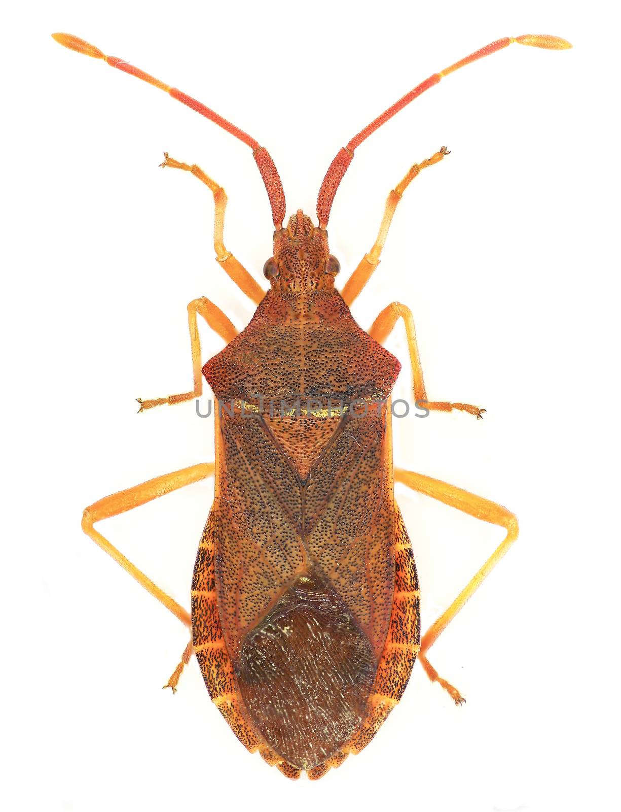 Box Bug on white Background  -  Gonocerus acuteangulatus (Goeze, 1778)