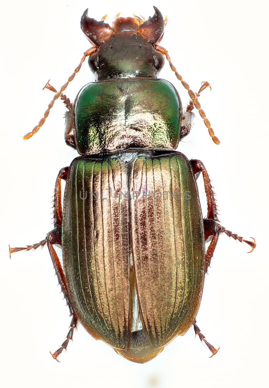 Green Ground Beetle Harpalus on white Background  -  Harpalus affinis (Schrank 1781) by gstalker