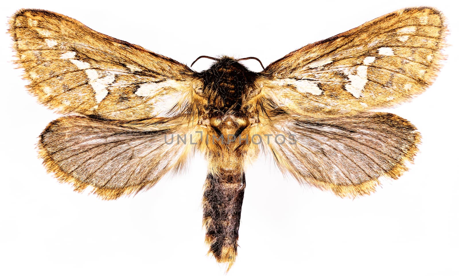 Common Swift Moth on white Background  -  Korscheltellus lupulinus  (Linnaeus, 1758)