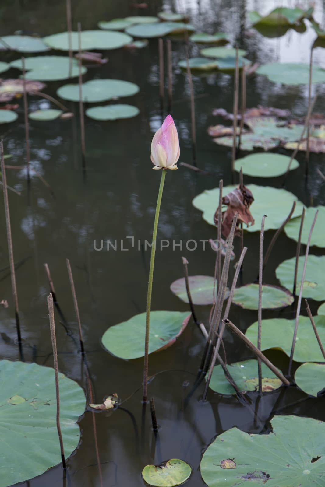 Pink Lotus in water pond