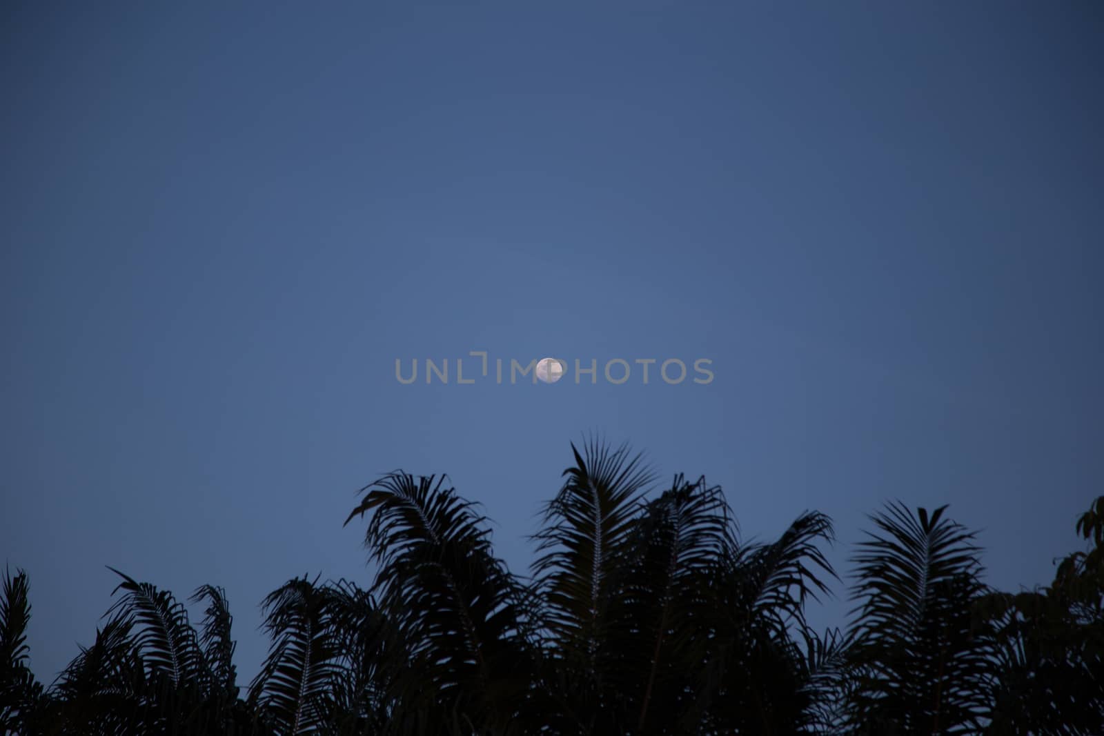 Full Moon above Coconut Tree by ngarare