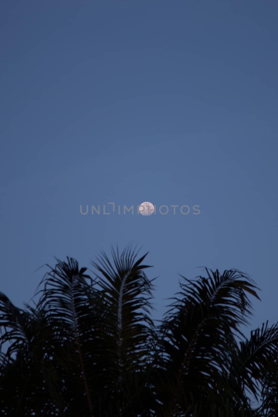 Full Moon above Coconut Tree by ngarare